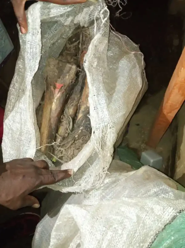 Buy High-Quality Plantain Suckers | Elephant Giant/ Cameroonian Plantain