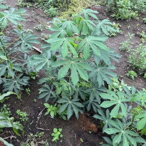 Buy High-Quality Plantain Suckers | Elephant Giant/ Cameroonian Plantain