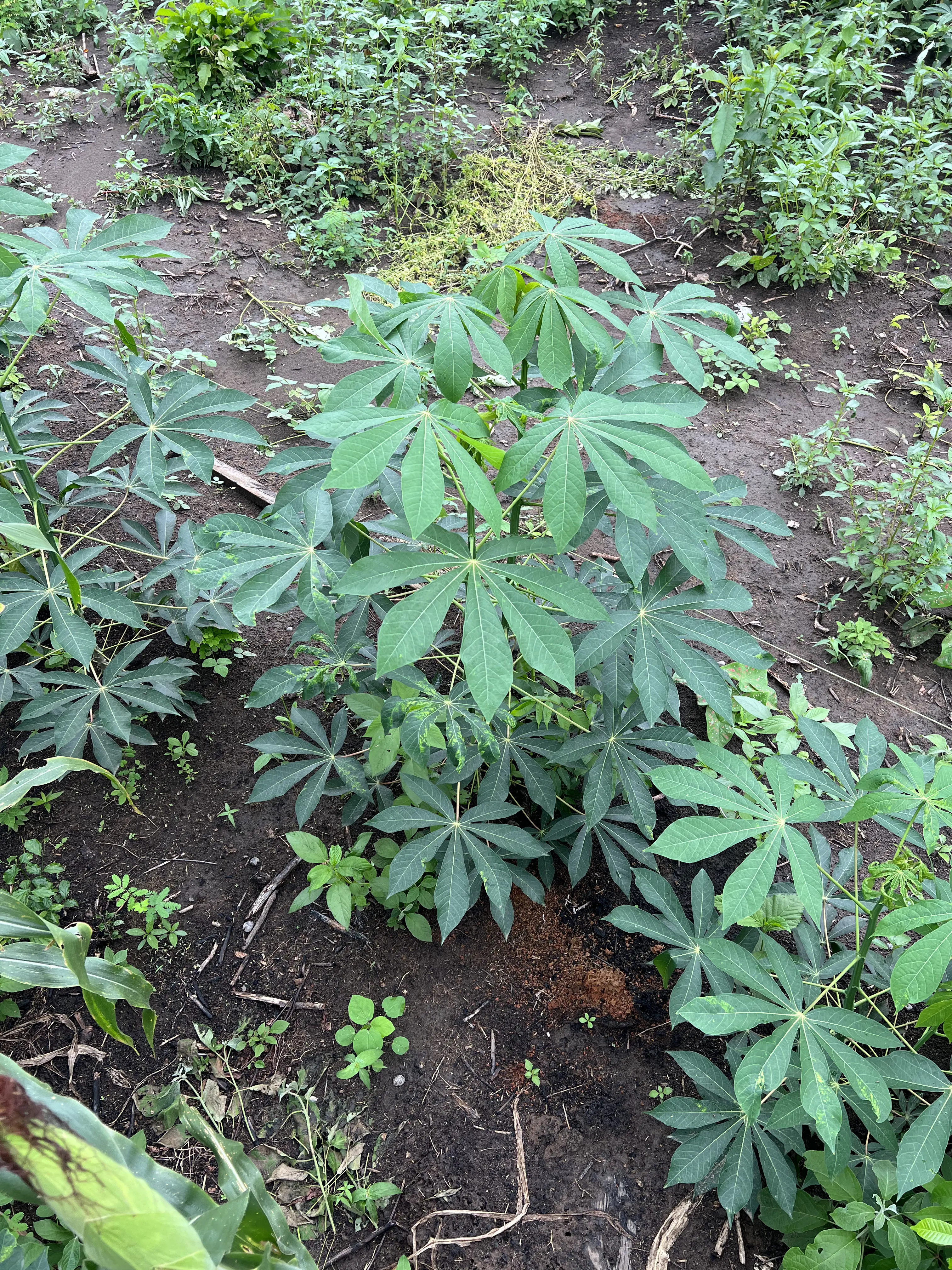 Buy High-Quality Plantain Suckers | Elephant Giant/ Cameroonian Plantain