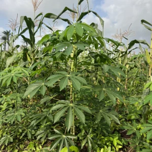 Plantain Sucker (Packaged in Sacks)