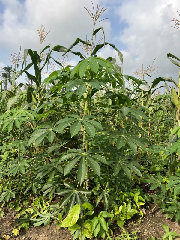 Plantain Sucker (Packaged in Sacks)