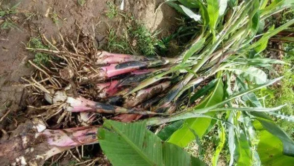 Buy High-Quality Plantain Suckers | Elephant Giant/ Cameroonian Plantain