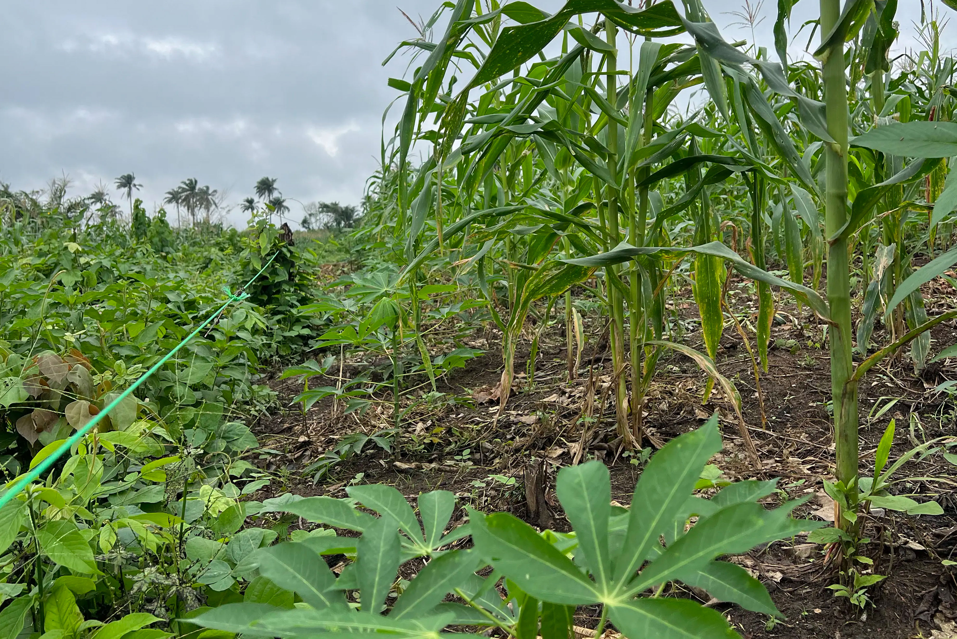 Cassava Plantation