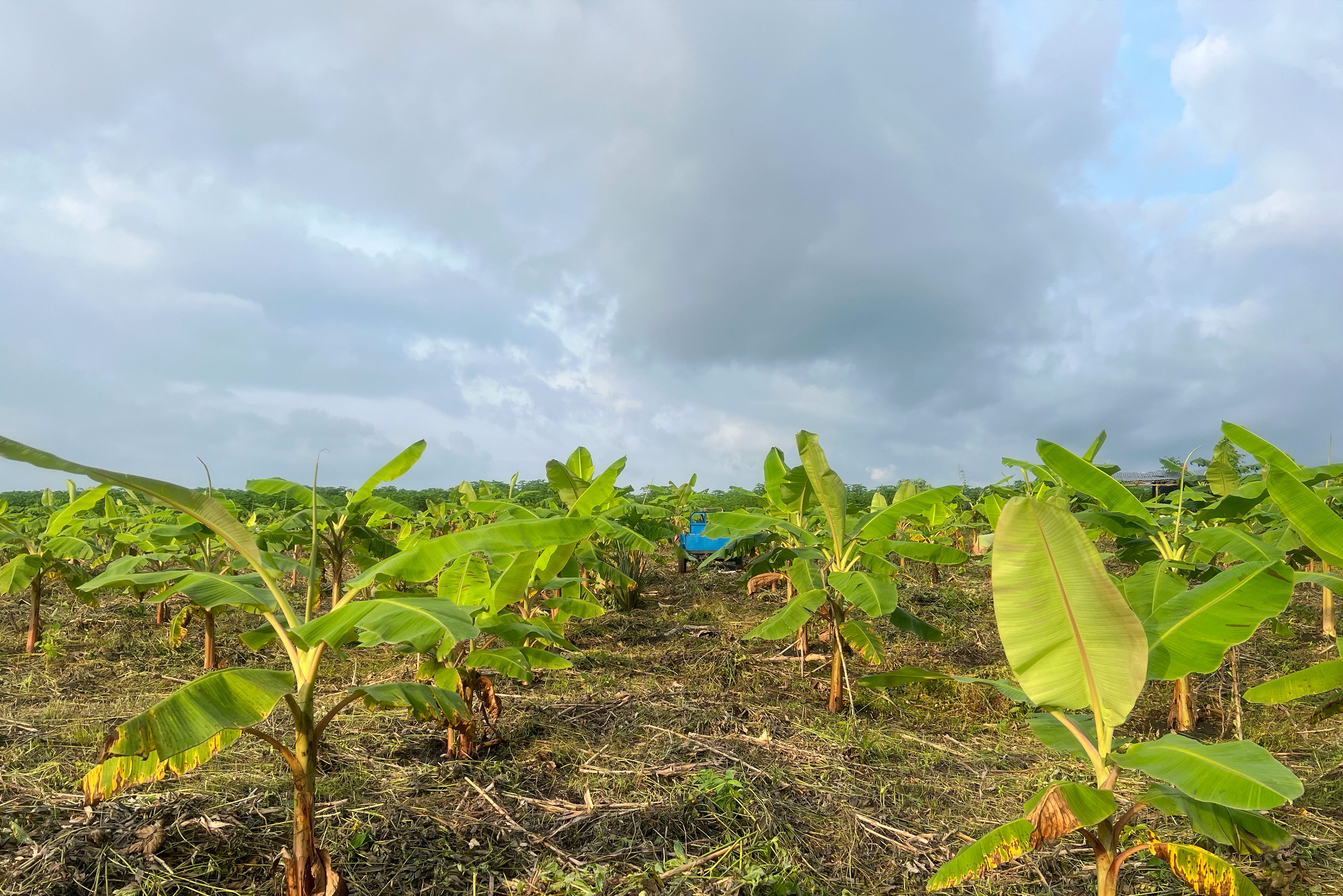 Plantain Plantation